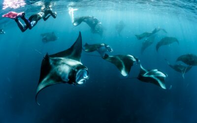 🦈 Diving with Sharks and Mantas in the Indian Ocean
